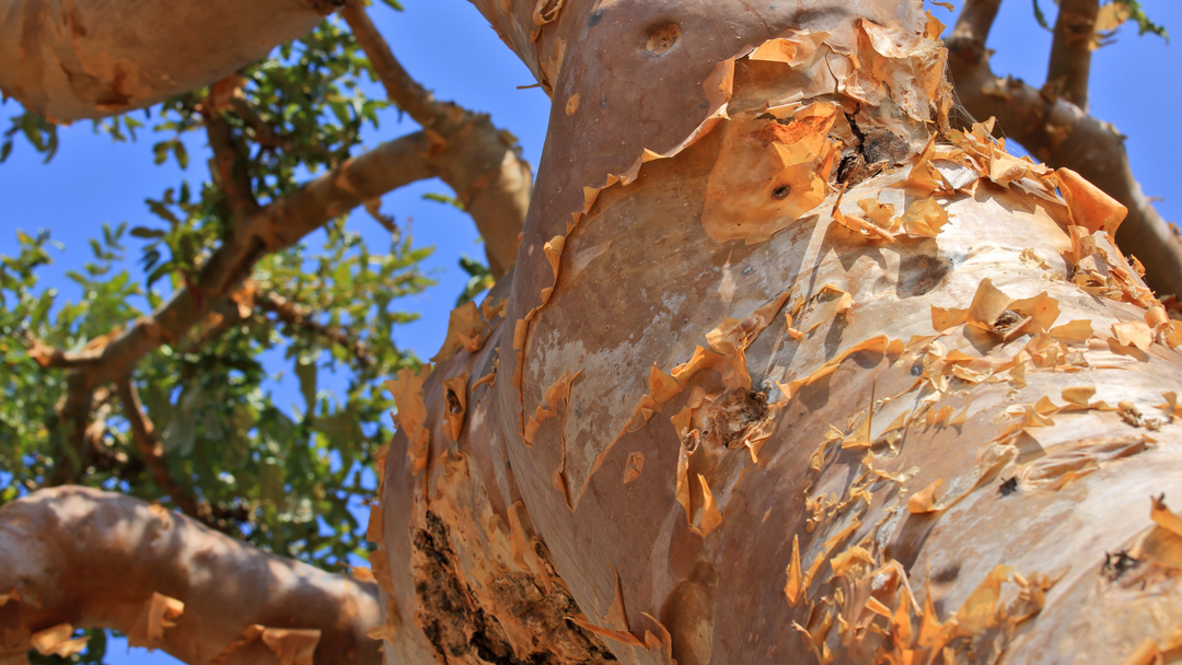 Unveiling Hidden Gems: The Power of Frankincense Essential Oil